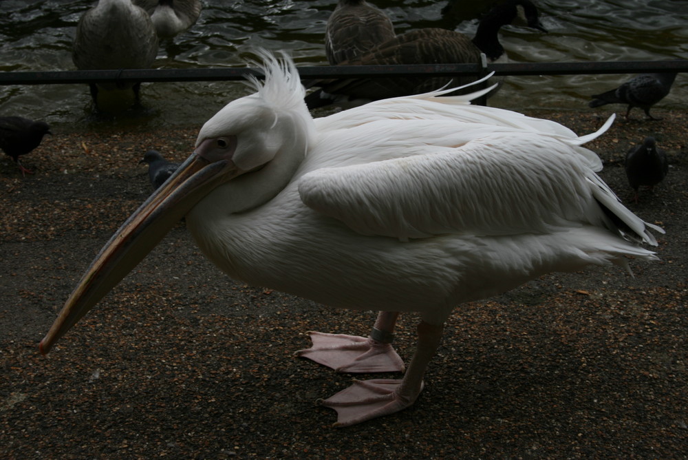 im St. James' Park