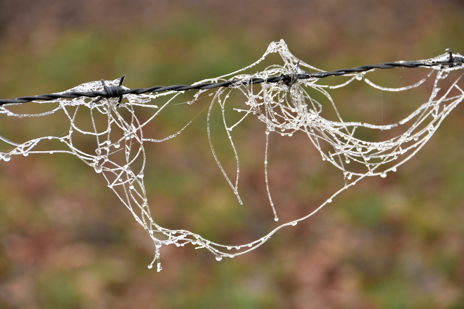 Im Stacheldraht verfangen