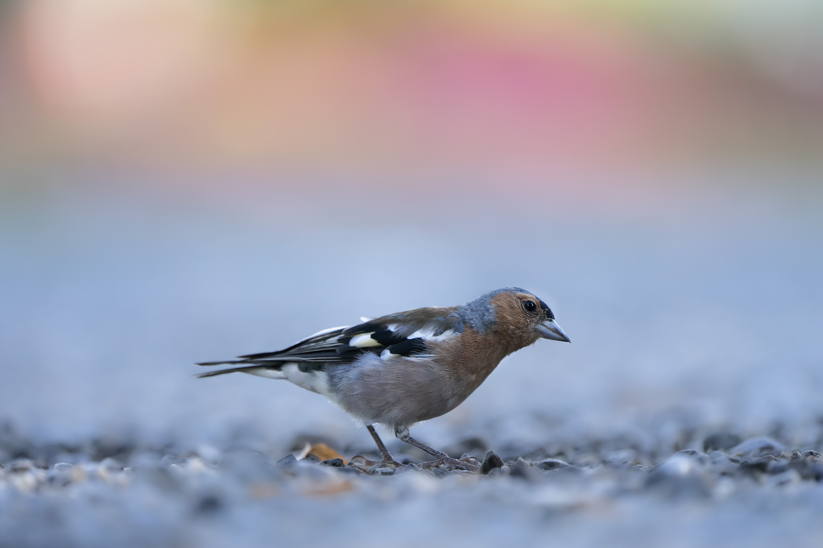 Im Stadtpark