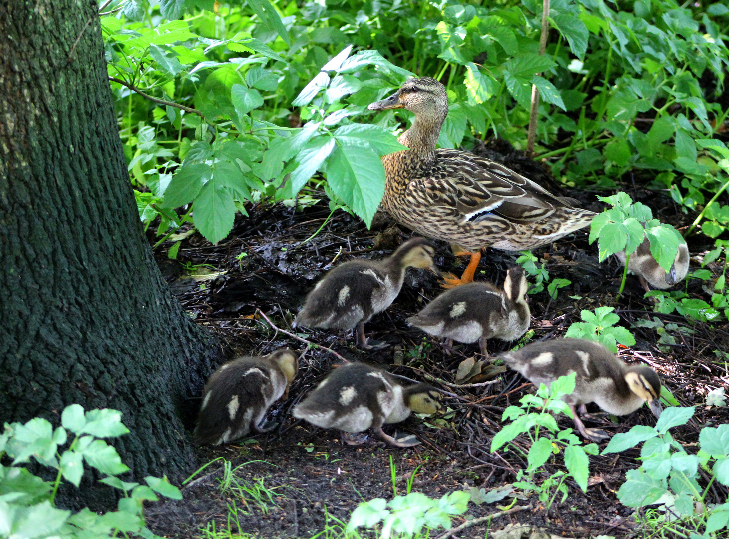 im Stadtpark ...