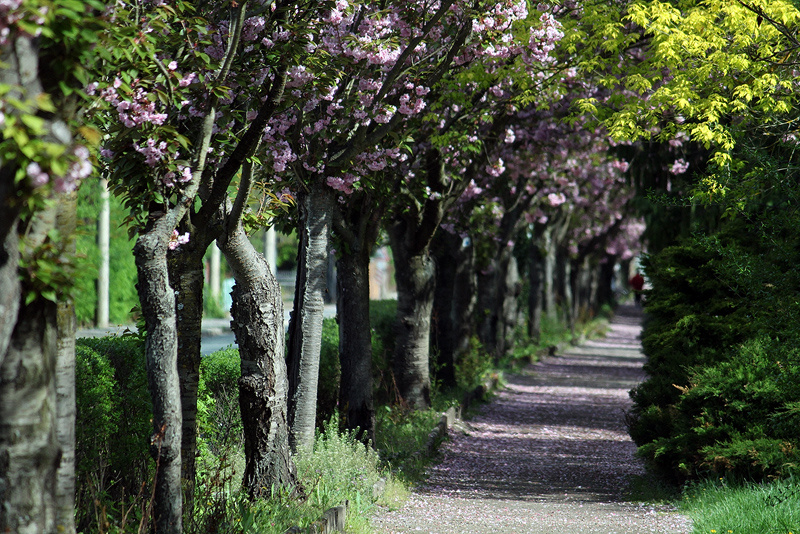 Im Stadtpark