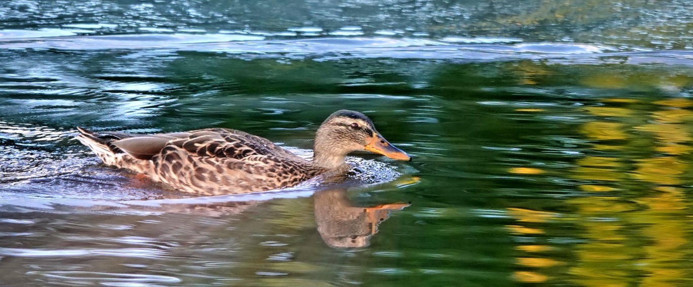 Im Stadtpark