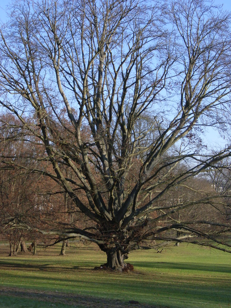 Im Stadtpark