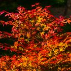 Im Stadtpark das farbige Highlight aktuell