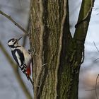 Im Stadtpark: Der Buntspecht