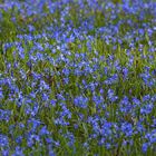 Im Stadtpark: Die Blausternchen sind los