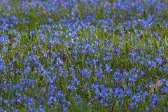 Im Stadtpark: Die Blausternchen sind los