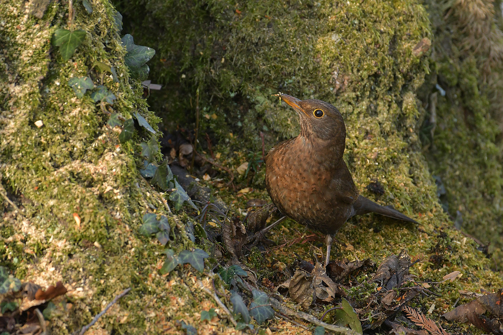 Im Stadtpark: Die überraschte Amsel