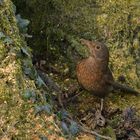 Im Stadtpark: Die überraschte Amsel