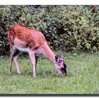 Im Stadtpark Hannover