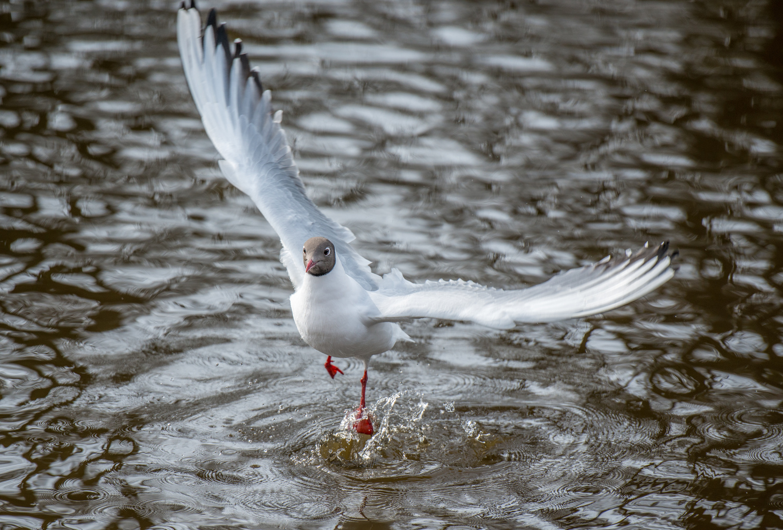 Im Stadtpark II