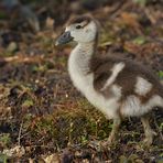 Im Stadtpark: Nilgänschen testet Naheinstellungsgrenze