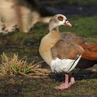 Im Stadtpark: Nilgans – Federlüften