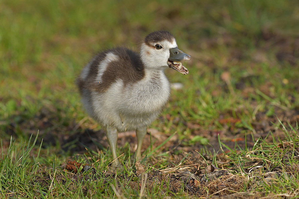 Im Stadtpark: Nilgans – Nimmersatt