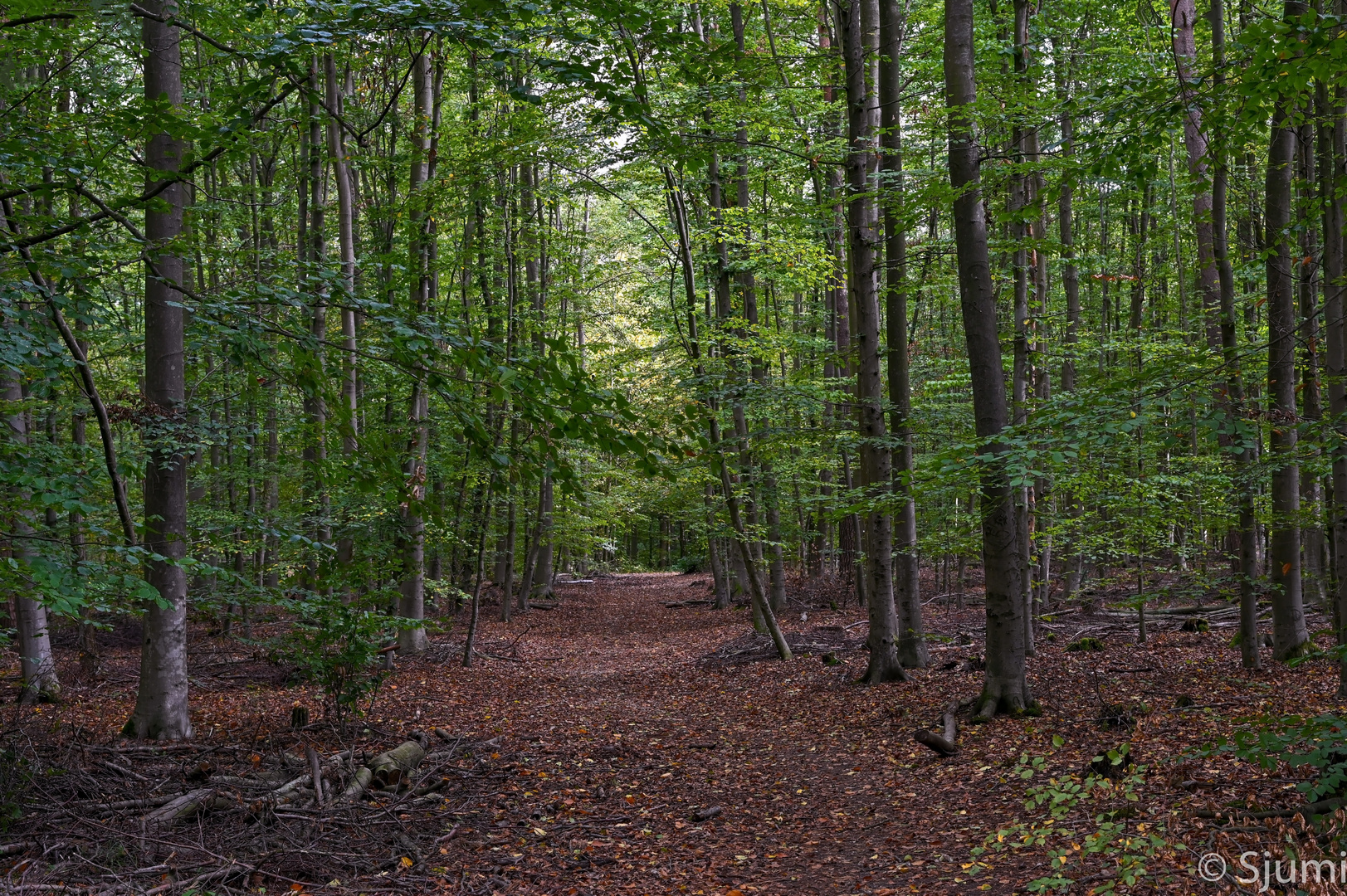 Im Stadtwald Foto & Bild wald, natur, herbst Bilder auf