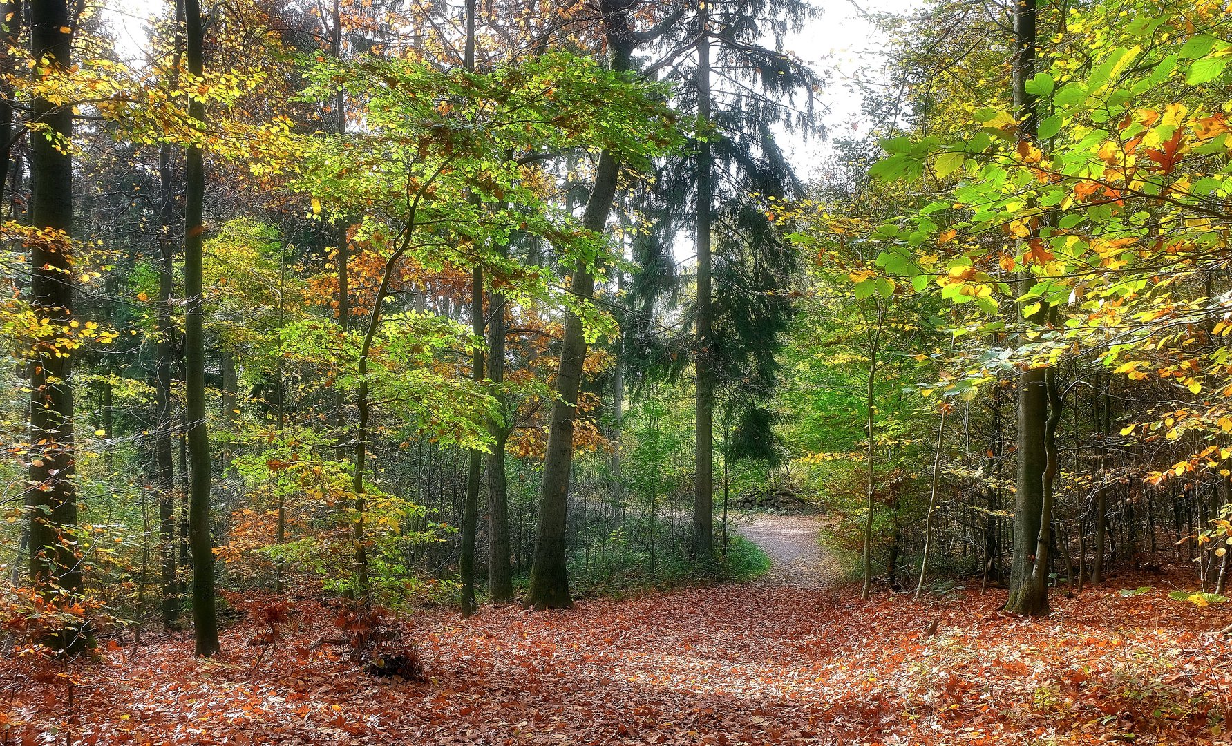 Im Stadtwald Remscheid Lennep-2-(29.10.2022)