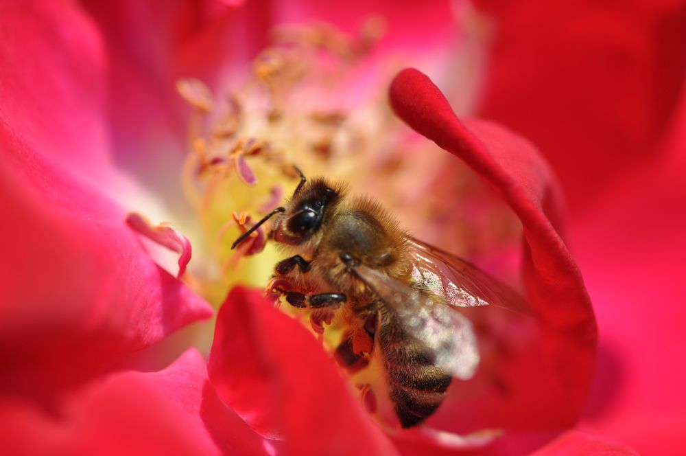 Im Städt.Rosengarten München - mit Bienchen