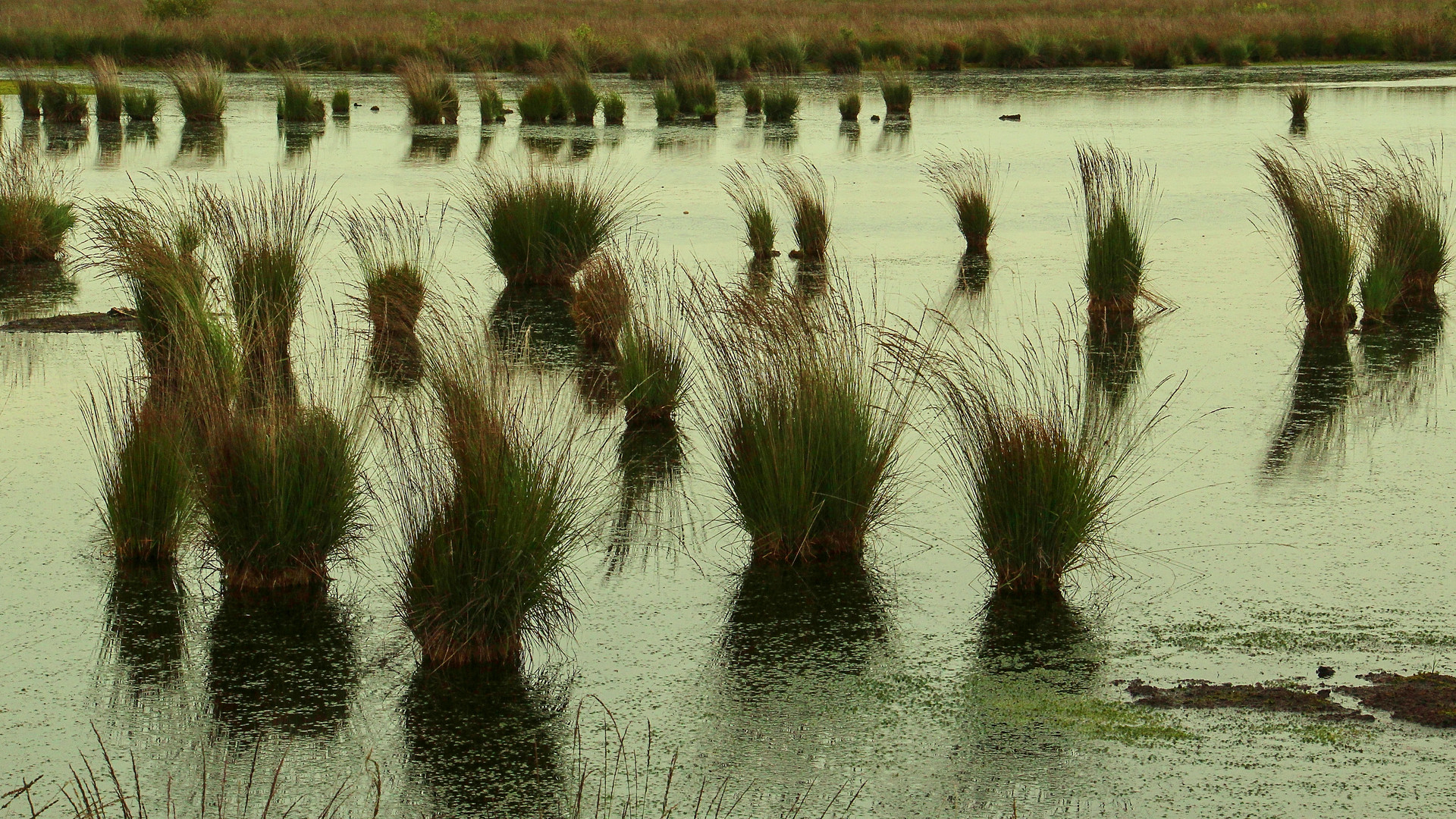 im Stapeler Moor