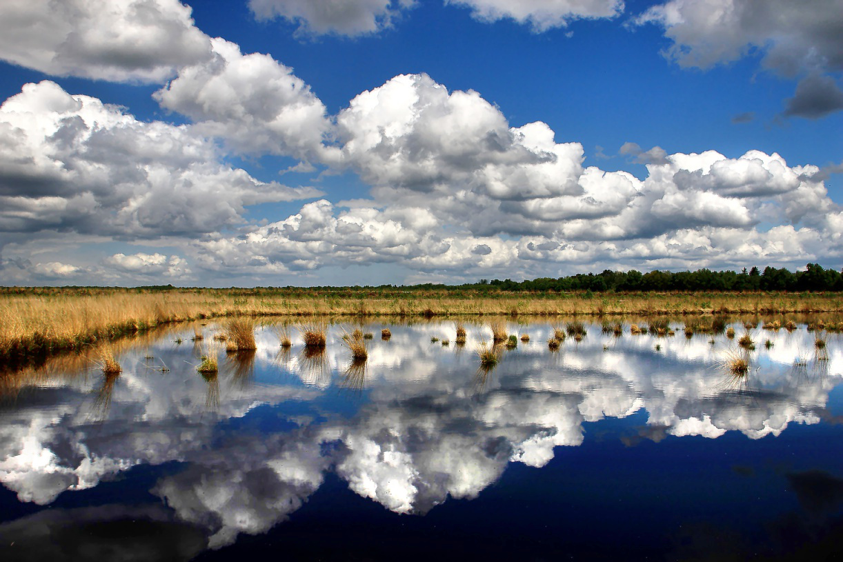 Im Stapeler Moor