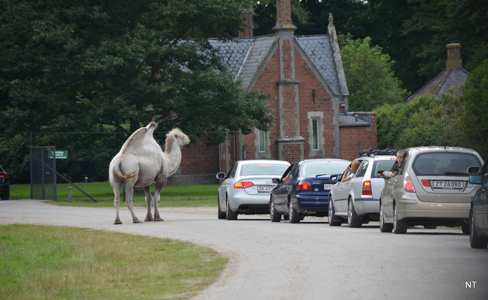 Im Stau ist das Camel meistens vorne