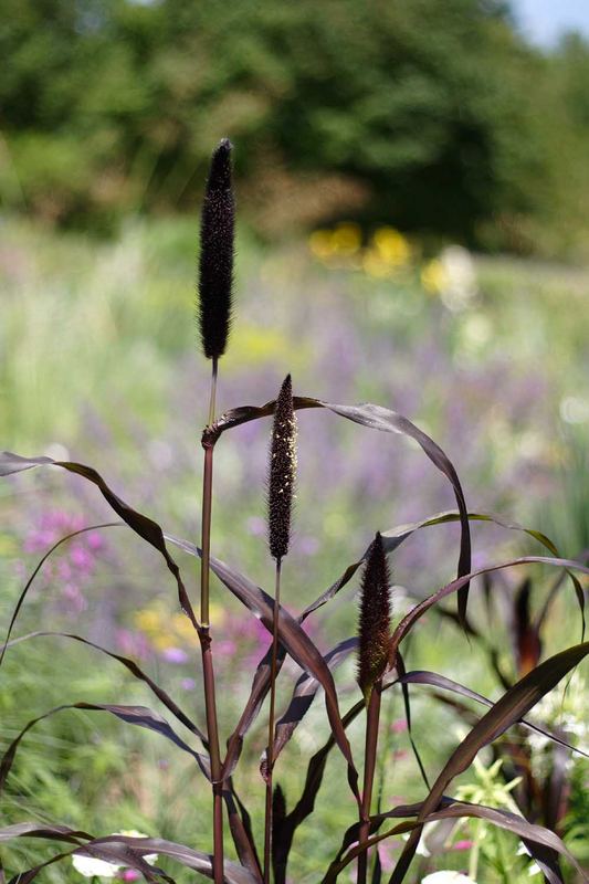 Im Staudengarten