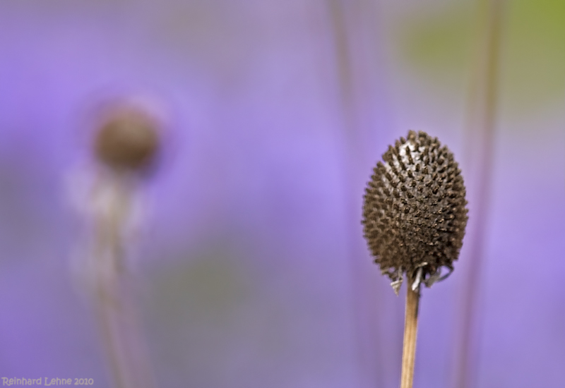 Im Staudengarten