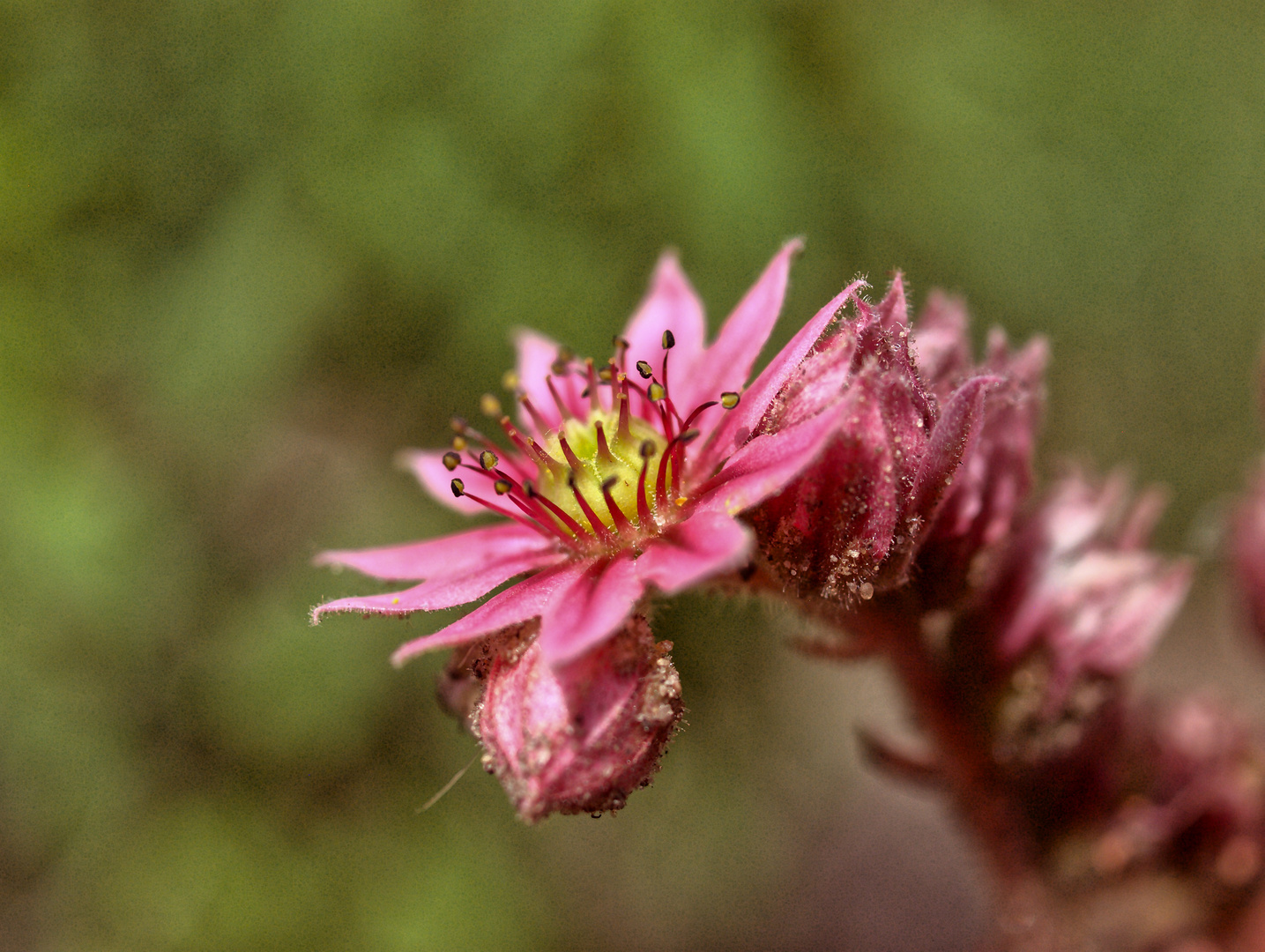 im Steingarten meiner Nachbarin_aufgeblühteBlüte