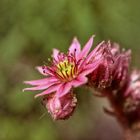 im Steingarten meiner Nachbarin_aufgeblühteBlüte