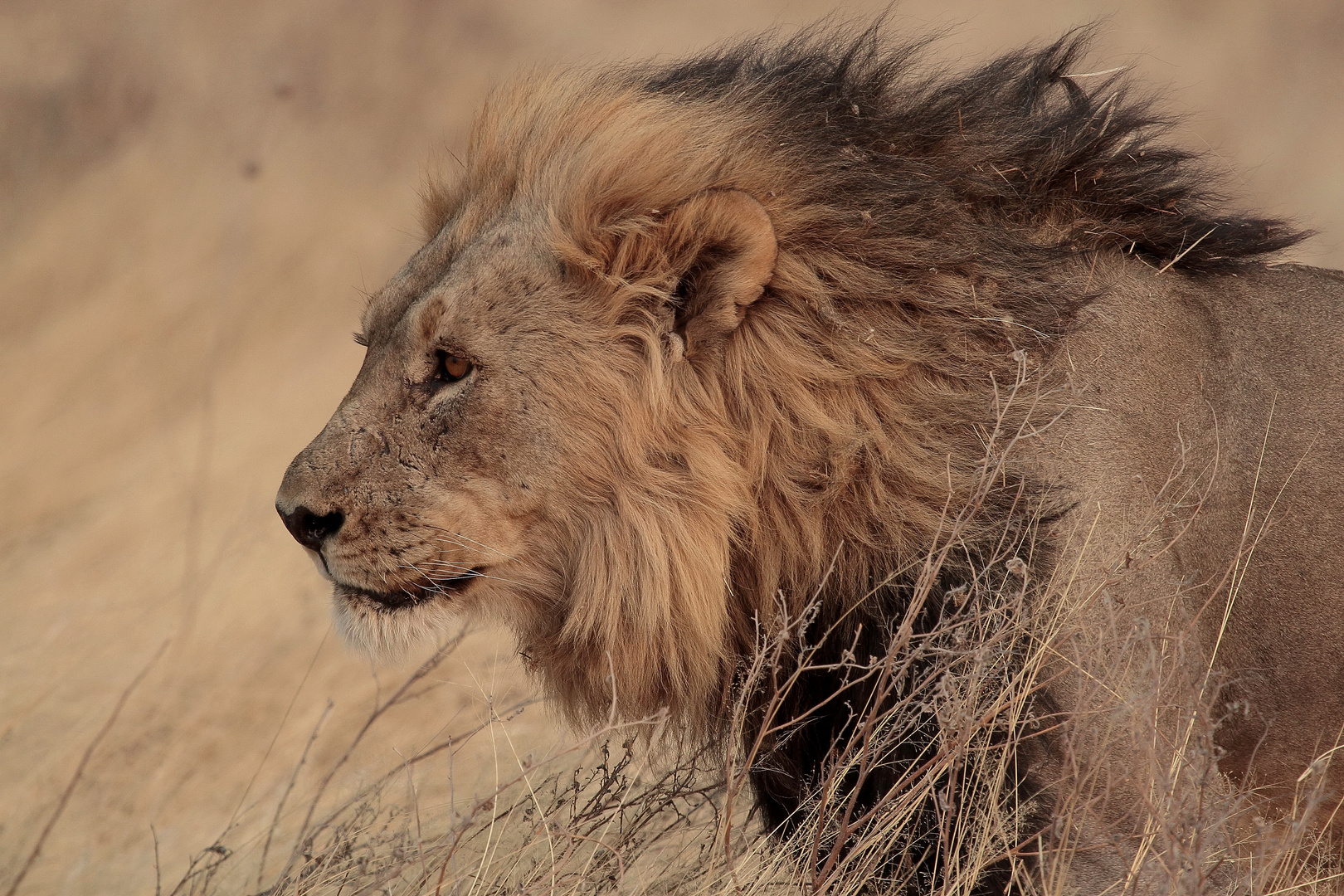 Im Steppengras von Etosha