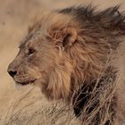 Im Steppengras von Etosha