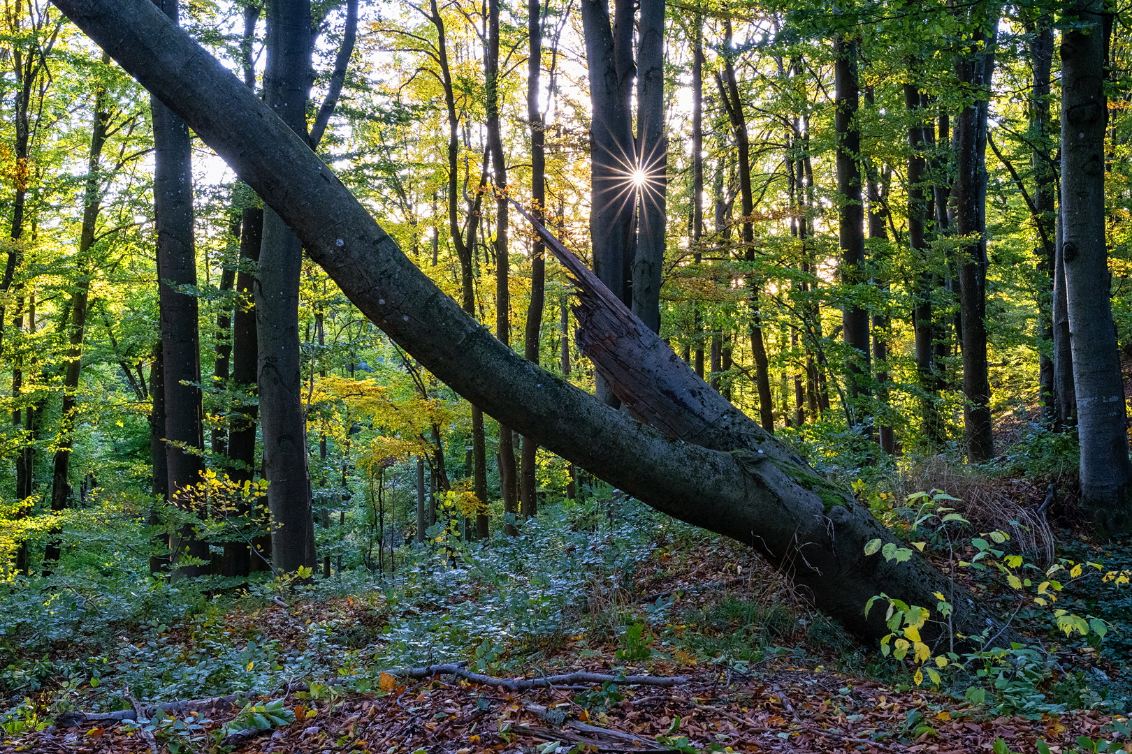 Im Sternchen-Wald