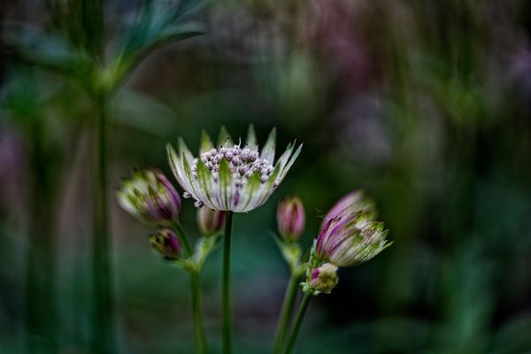 Im Sterndoldenwald ...