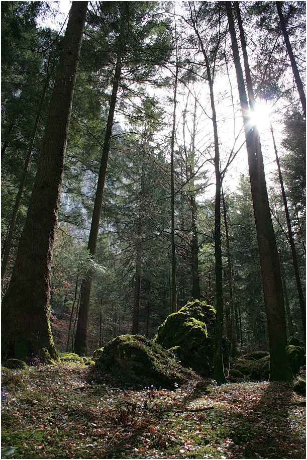 Im stillen Wald