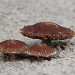 Im Strandsand von Juist