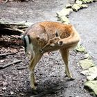 im Streichelgehege des Tierparks