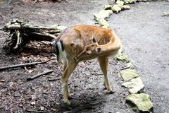 im Streichelgehege des Tierparks