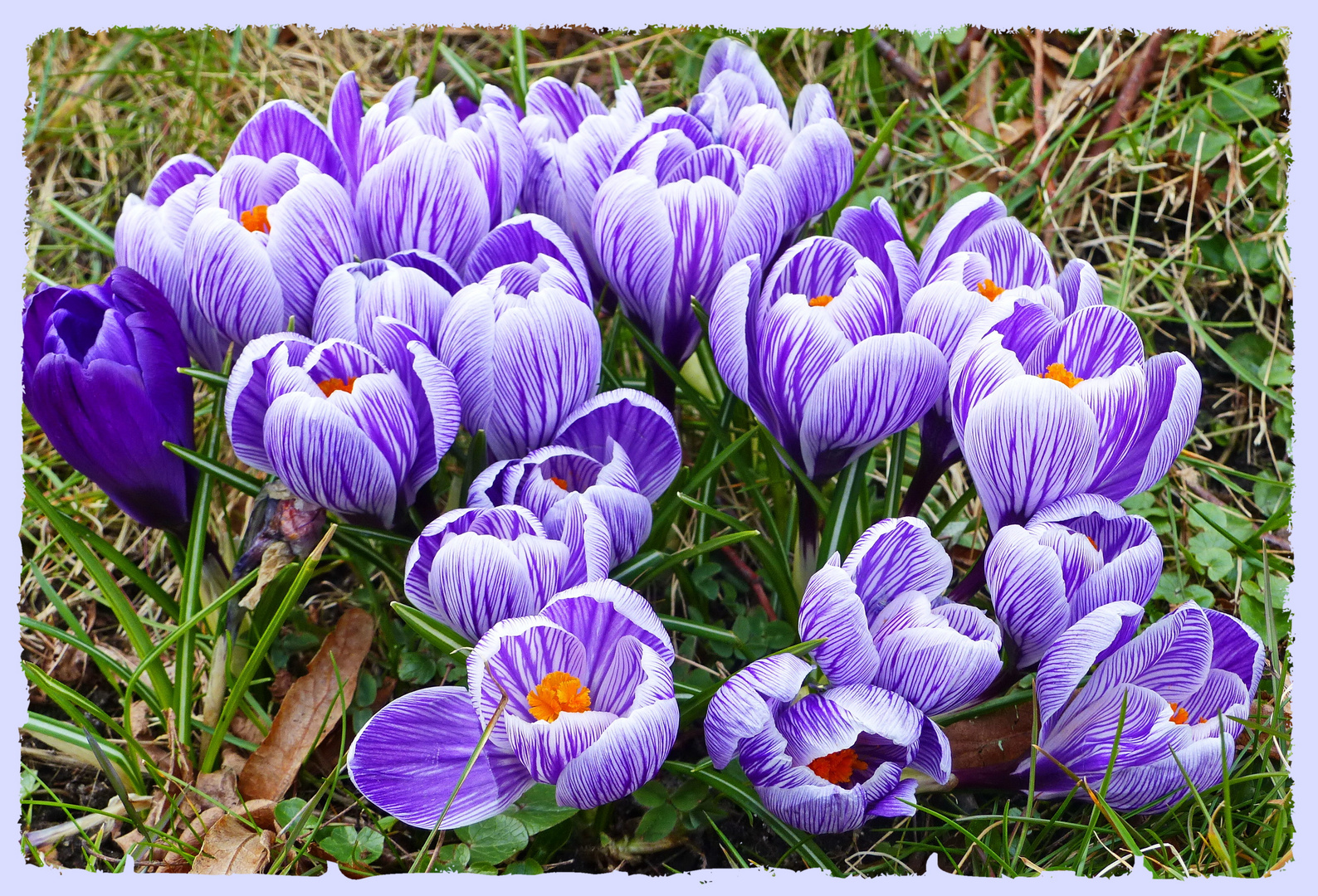 Im Streifenlook in den Frühling