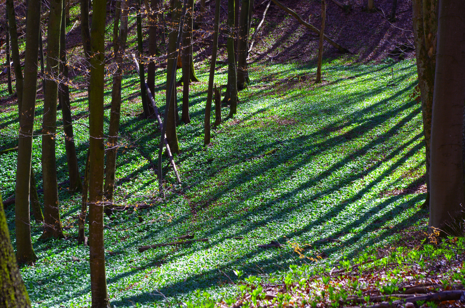 im Streifenwald