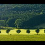 Im Streiflicht: Frühsommer-Komposition mit Baumreihe... 