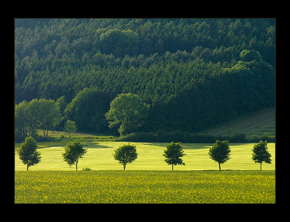 Im Streiflicht: Frühsommer-Komposition mit Baumreihe... 