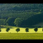 Im Streiflicht: Frühsommer-Komposition mit Baumreihe... 