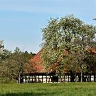 Im Streuobstwiesen - Paradies bei Ostdorf