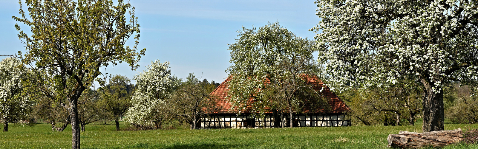 Im Streuobstwiesen - Paradies bei Ostdorf