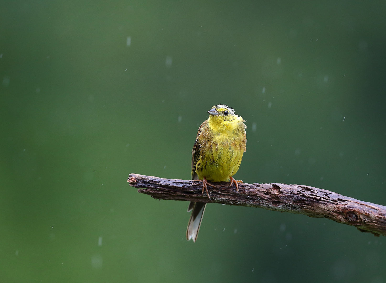 Im strömenden Regen