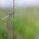 Im strömenden Regen