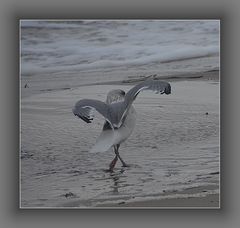 Im Sturm an der Ostsee