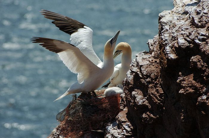 Im Sturm auf Helgoland