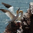 Im Sturm auf Helgoland