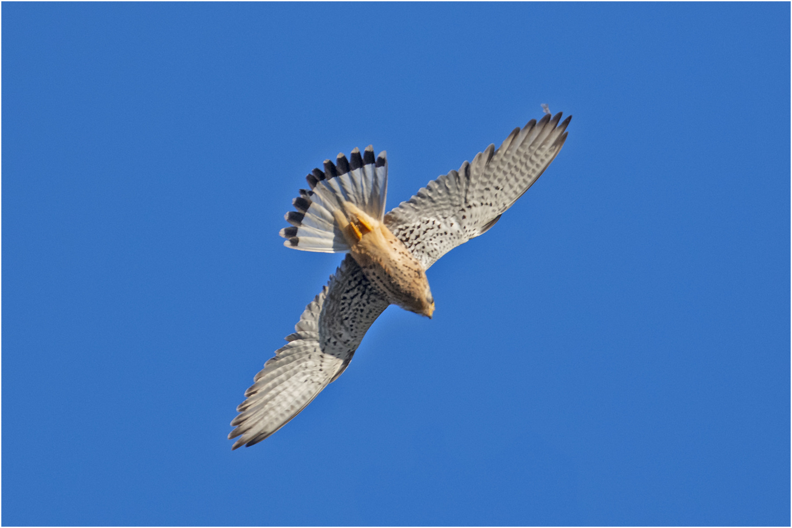 Im Sturzflug attackierte der Turmfalke . . .