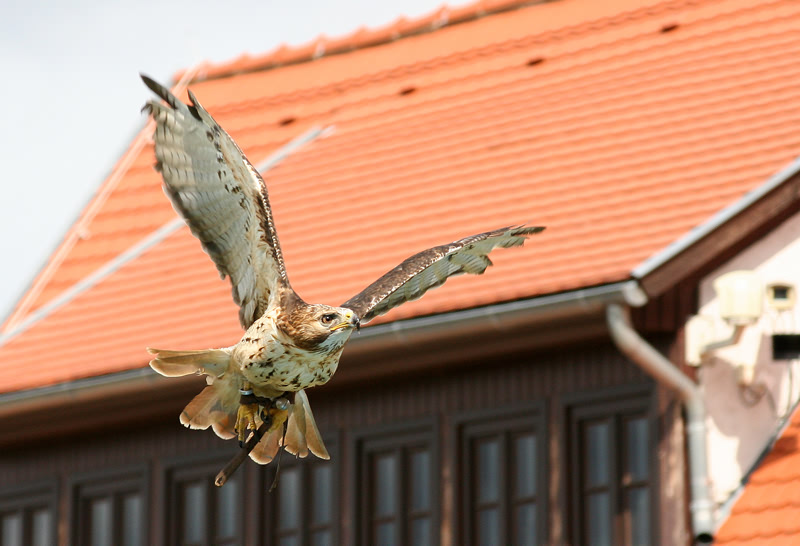 ..im Sturzflug auf Beutejagd...